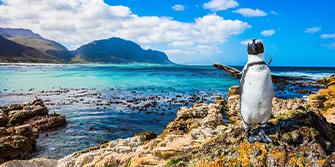 Pinguïns Boulders Beach Zuid-Afrika