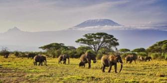 Tips safaris, Kenia