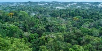 Regreener project, Amazone Ecuador