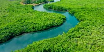 Regreener project, Mangrove Brazilië