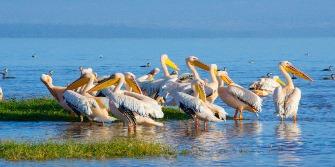 Witte pelikanen, Lake Nakuru