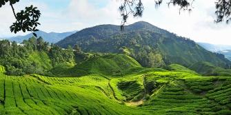 Maleisië Cameron Highlands