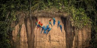 Regreener project, Tambopata National Reserve