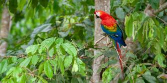Peru Macaw Tambopata Nationaal Park