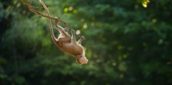 Tips dieren in gevangenschap, aapje
