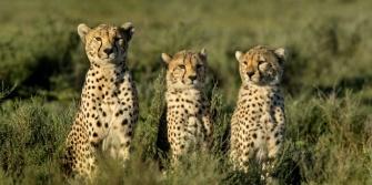 Tanzania Serengeti