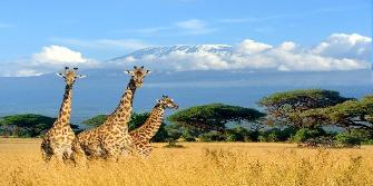 Giraffes in Kenia 