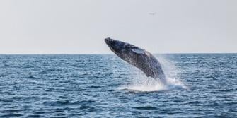 Tips voor wildlife spotten per boot, walvis