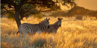 Zuid-Afrika zebras