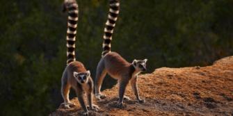 Madagaskar