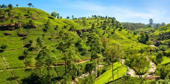 Sri Lanka Nuwara Eliya