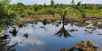 Regreener project, veengebied in Indonesië