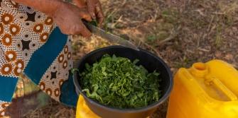 Regreener project, Zimbabwe kookstoestel
