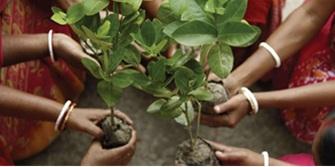 Fruitbomen in India