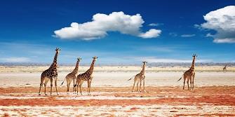 Giraffen Nationaal Park Etosha Namibië