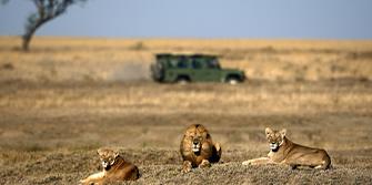 Safari Zuid-Afrika