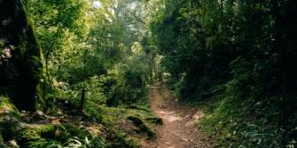 Regreener project, bomen in Argentinië