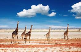 Namibië - Etosha Nationaal Park