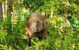 Olifanten spotten in Mondulkiri