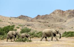 Damaraland