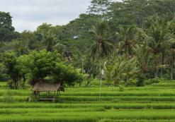 Ubud Village Resort & Spa