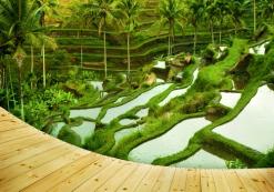 id_al_ubudrijstveld.jpg Ubud rijstveld