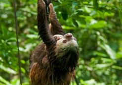cr_al_sarapiquí_tirimbina rainforestalg.jpg Tirimbina Rainforest
