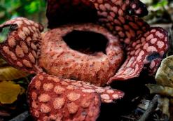 Belum rainforest