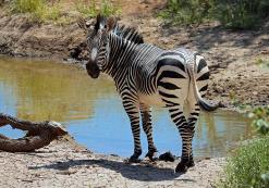 Hobatere Lodge West-Etosha (zebra)