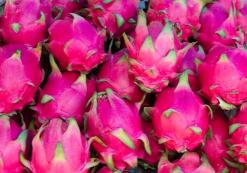 VN_AL_Dragon Fruit