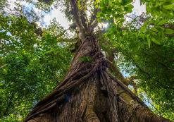 Arenal Nationaal Park boom