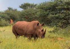 Witte neushoorn Waterberg