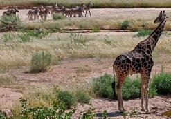 Hobatere Lodge West-Etosha (giraf)