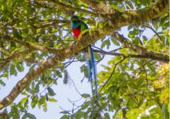 Quetzal in Monteverde nevelwoud