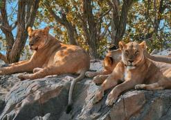 Hobatere Lodge West-Etosha (leeuw)