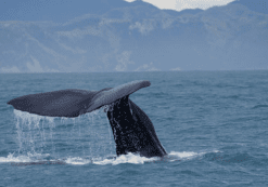Walvissen tour Plettenberg Bay