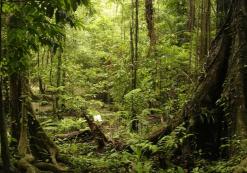 Khao Sok Nationaal Park
