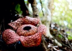 Rafflesia in Belum Rainforest