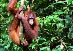 Orang Oetand in het wild