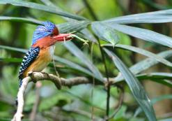 Khao Yai Nationaal Park