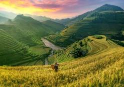 Sapa