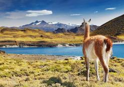 Guanaco in Torres del Paine