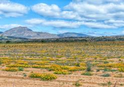Clanwilliam