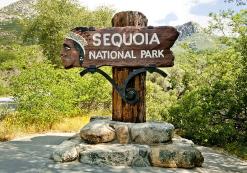 Sequoia NP Sequoia NP
