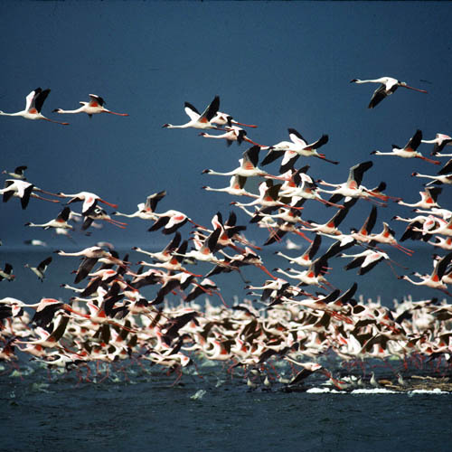 Vogels Kenia