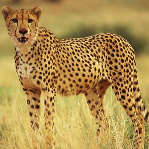 Cheetah Namibië