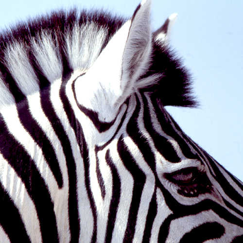 Zebra Namibië