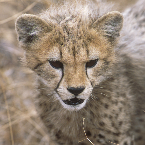 Cheetah Zuid-Afrika