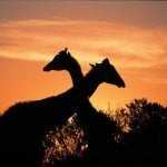 Giraffen Zuid-Afrika