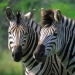 Zebra's Zuid-Afrika